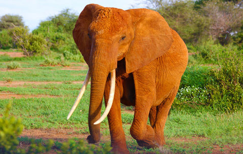 Africa