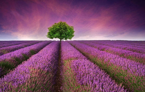Lavender filed